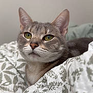 Misa joined the competition — help win amazing prizes! cat, tabby, gray_cat, green_eyes, pet, domestic_cat, feline, whiskers, ears, bed, blanket, patterned_blanket, indoor, closeup, portrait, fur, resting, cozy, cute, animal