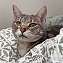 cat, tabby, gray_cat, green_eyes, pet, domestic_cat, feline, whiskers, ears, bed, blanket, patterned_blanket, indoor, closeup, portrait, fur, resting, cozy, cute, animal