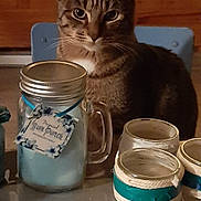 Pepsi a rejoint le concours — aidez-le/la à gagner de superbes lots ! carnivore, cat, cat_food, ceramic, domestic_short_haired_cat, drinkware, felidae, kitten, mason_jar, pottery, small_to_medium_sized_cats, tableware, whiskers