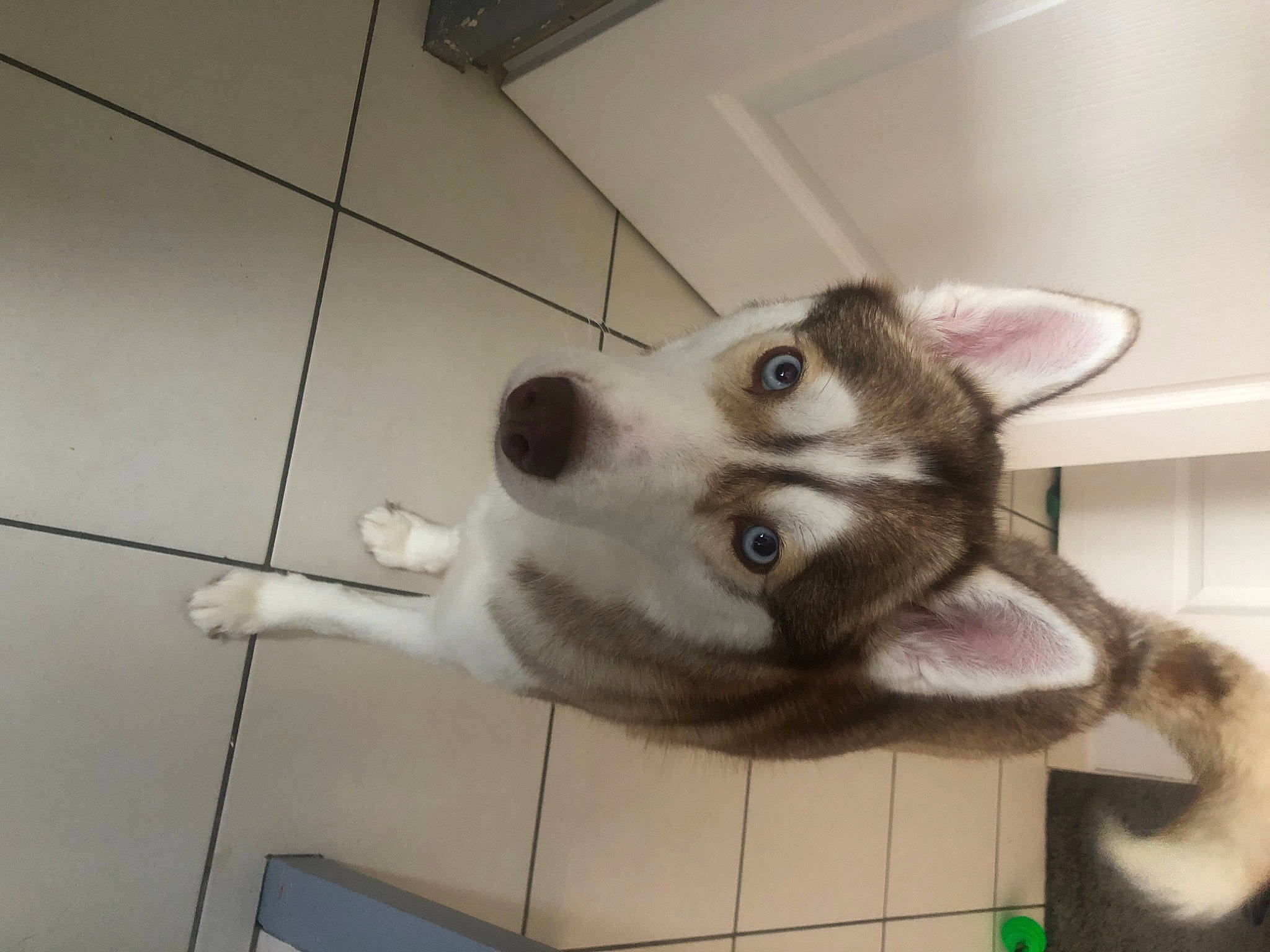 Tina participe au concours pour gagner de l'argent avec cette photo : canidae, canis, carnivore, companion_dog, dog, dog_breed, felidae, flooring, fur, jaw, paw, pet_supply, sled_dog, small_to_medium_sized_cats, snout, sporting_group, tail, tile_flooring, whiskers, working_animal