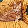 cat, ginger_cat, tabby, pet, feline, blanket, cushion, cozy, indoor, lounging, paw, whiskers, ears, fur, portrait, resting, looking_at_camera, home, yellow, orange