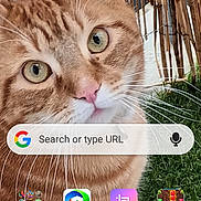 Tchoupi a rejoint le concours — aidez-le/la à gagner de superbes lots ! cat, orange_tabby, green_eyes, face, whiskers, fur, bamboo_fence, grass, outdoor, pet, closeup, portrait, smartphone_screen, app_icons, google_search_bar, home_screen, curious, animal, domestic_cat