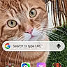 cat, orange_tabby, green_eyes, face, whiskers, fur, bamboo_fence, grass, outdoor, pet, closeup, portrait, smartphone_screen, app_icons, google_search_bar, home_screen, curious, animal, domestic_cat