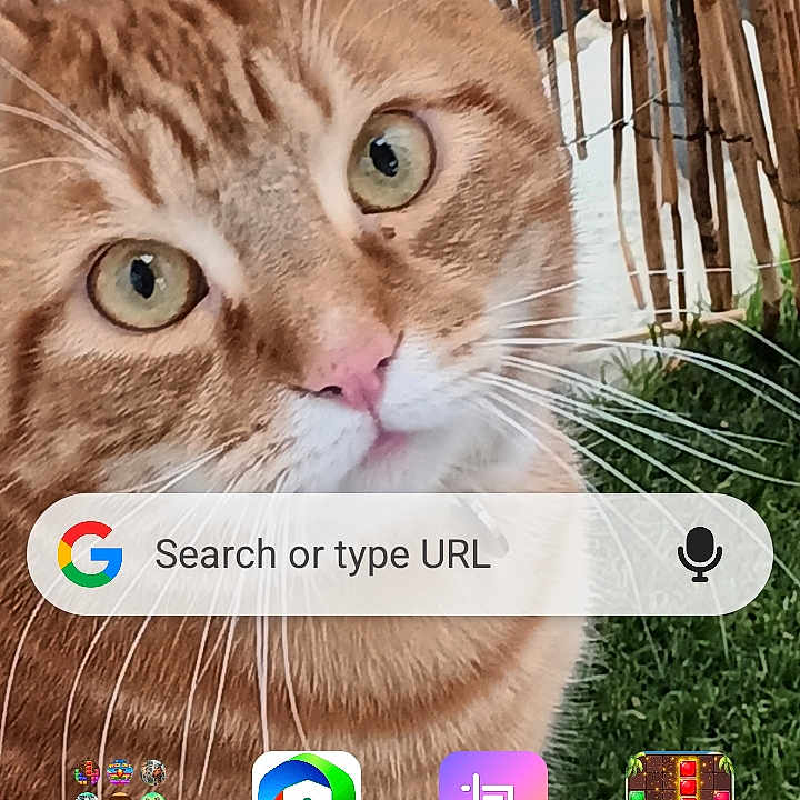 Tchoupi a rejoint le concours — aidez-le/la à gagner de superbes lots ! cat, orange_tabby, green_eyes, face, whiskers, fur, bamboo_fence, grass, outdoor, pet, closeup, portrait, smartphone_screen, app_icons, google_search_bar, home_screen, curious, animal, domestic_cat