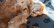 Tchoupi participe au concours pour gagner de l'argent avec cette photo : adorable, animal, blanket, cat, comfy, cozy, cute, feline, fur, home, indoor, nap, orange_tabby, paws, pet, relaxed, resting, sleeping, soft, whiskers