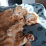 adorable, animal, blanket, cat, comfy, cozy, cute, feline, fur, home, indoor, nap, orange_tabby, paws, pet, relaxed, resting, sleeping, soft, whiskers
