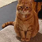 Tchoupi a rejoint le concours — aidez-le/la à gagner de superbes lots ! animal, calm, carpet, cat, close_up, collar, cute, domestic_cat, feline, fur, furniture, household, indoor, orange_tabby, pet, portrait, resting, sitting, tail, whiskers