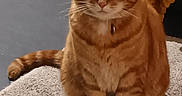 Tchoupi a rejoint le concours — aidez-le/la à gagner de superbes lots ! animal, calm, carpet, cat, close_up, collar, cute, domestic_cat, feline, fur, furniture, household, indoor, orange_tabby, pet, portrait, resting, sitting, tail, whiskers