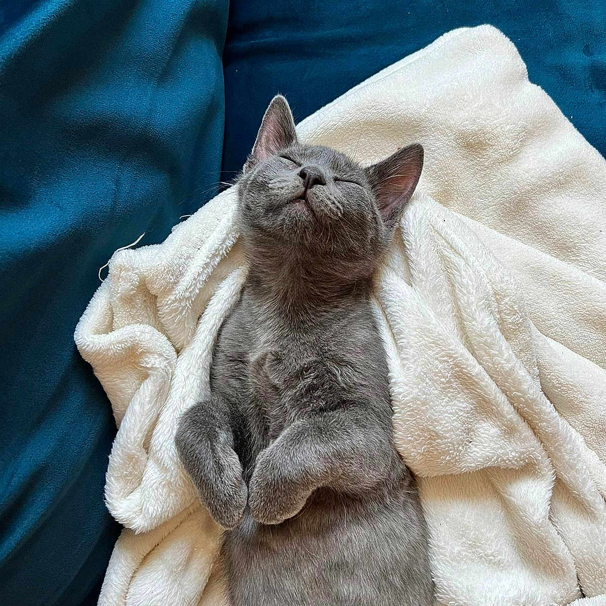 Beanz is registered to the contest to win money with this photo: animal, blanket, cat, kitten, pet, quilt, towel