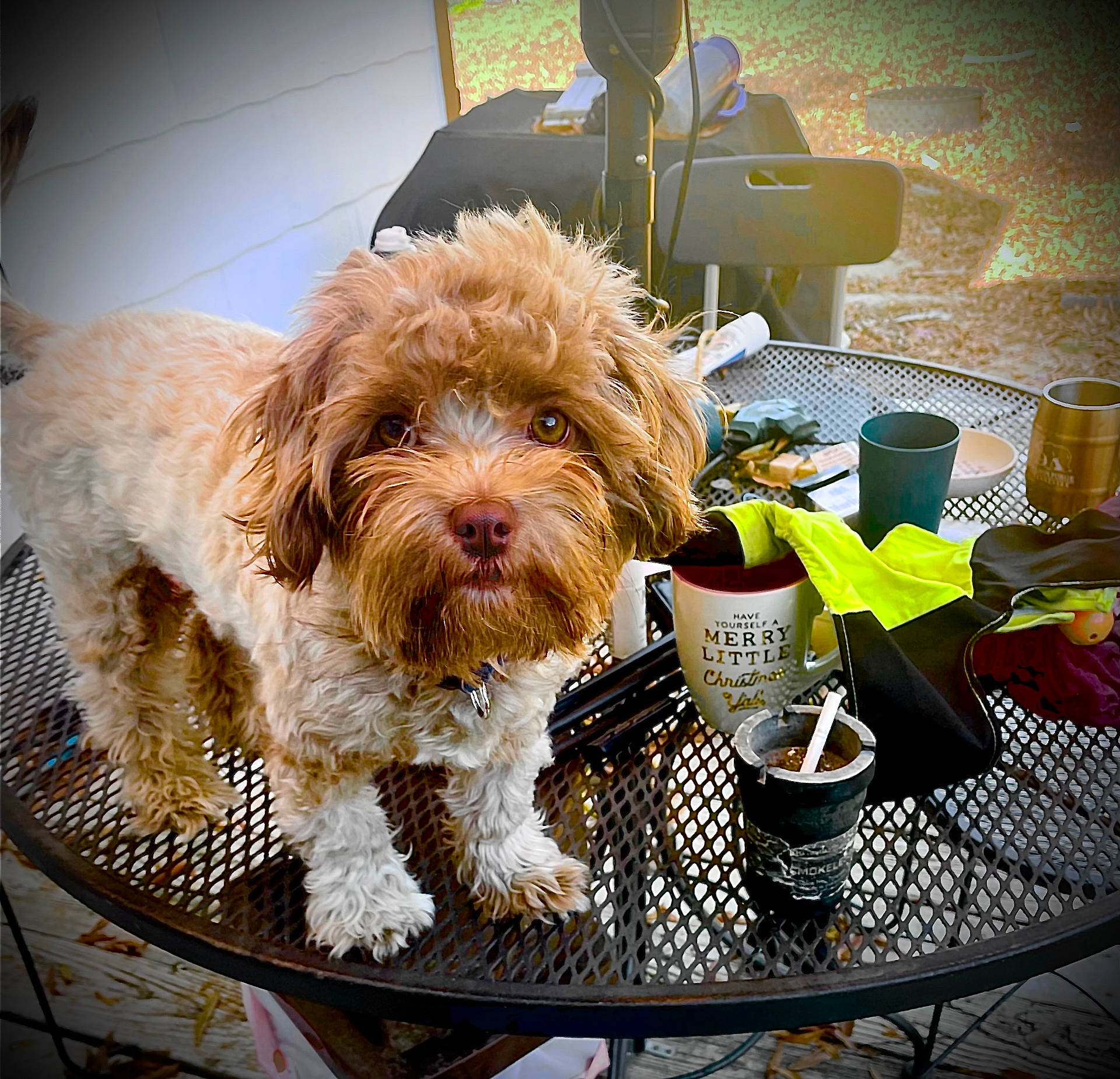 Duder joined the competition — help win amazing prizes! animal, architecture, beverage, building, canine, coffeetable, cup, diningroom, diningtable, dog, furniture, indoors, pet, plant, pottedplant, pottery, puppy, room, table, tabletop