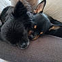 Chanel Et Willo a rejoint le concours — aidez-le/la à gagner de superbes lots ! dog, sleeping, black_fur, close_up, pet, animal, cozy, friendship, resting, indoor, cute, snuggling, two_dogs, fur, ears, nose, texture, relaxation, companion, quiet