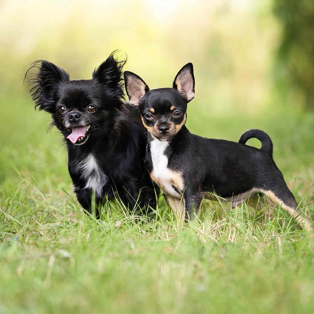 Chanel Et Willo a rejoint le concours — aidez-le/la à gagner de superbes lots ! animal, black_dog, blurred_background, canine, dog, ears, fur, grass, greenery, happy_dog, nature, outdoor, pet, portrait, serious_dog, small_dog, summer, sunlight, tongue, two_dogs