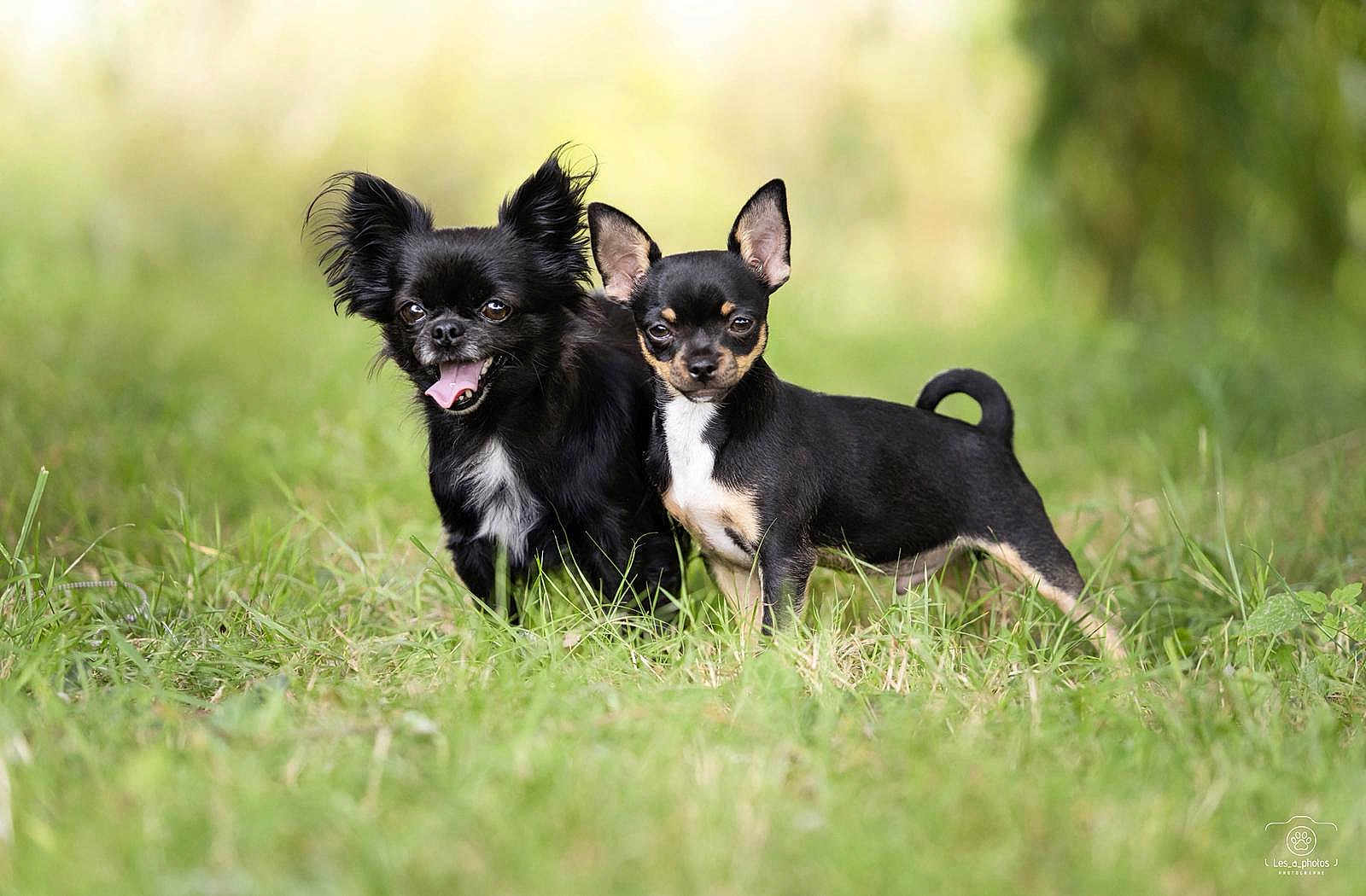 Chanel Et Willo a rejoint le concours — aidez-le/la à gagner de superbes lots ! dog, grass, outdoor, nature, small_dog, black_dog, happy_dog, serious_dog, ears, tongue, fur, animal, pet, canine, portrait, two_dogs, greenery, blurred_background, sunlight, summer