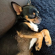 Chanel Et Willo participe au concours pour gagner de l'argent avec cette photo : dog, sleeping, black, tan, small_dog, fur, paws, blanket, couch, relaxed, pet, canine, resting, indoor, close_up, cute, cozy, animal, companion, nap