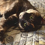 Pepper joined the competition — help win amazing prizes! cat, tortoiseshell, pet, animal, feline, lying_down, bed, quilt, green_eyes, whiskers, fur, close_up, indoors, relaxed, cute, soft_light, cozy, portrait, paw, curious