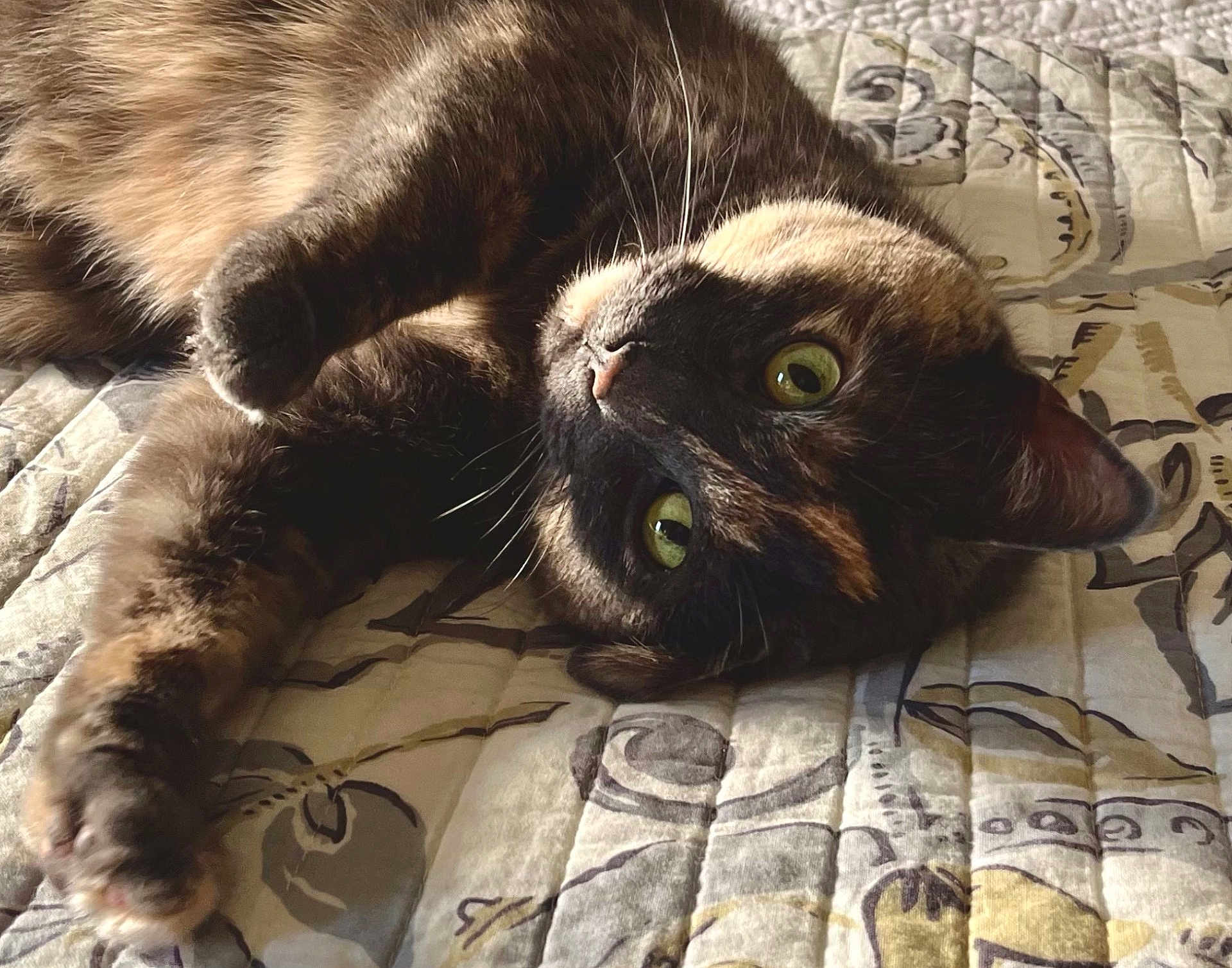 Pepper joined the competition — help win amazing prizes! cat, tortoiseshell, pet, animal, feline, lying_down, bed, quilt, green_eyes, whiskers, fur, close_up, indoors, relaxed, cute, soft_light, cozy, portrait, paw, curious
