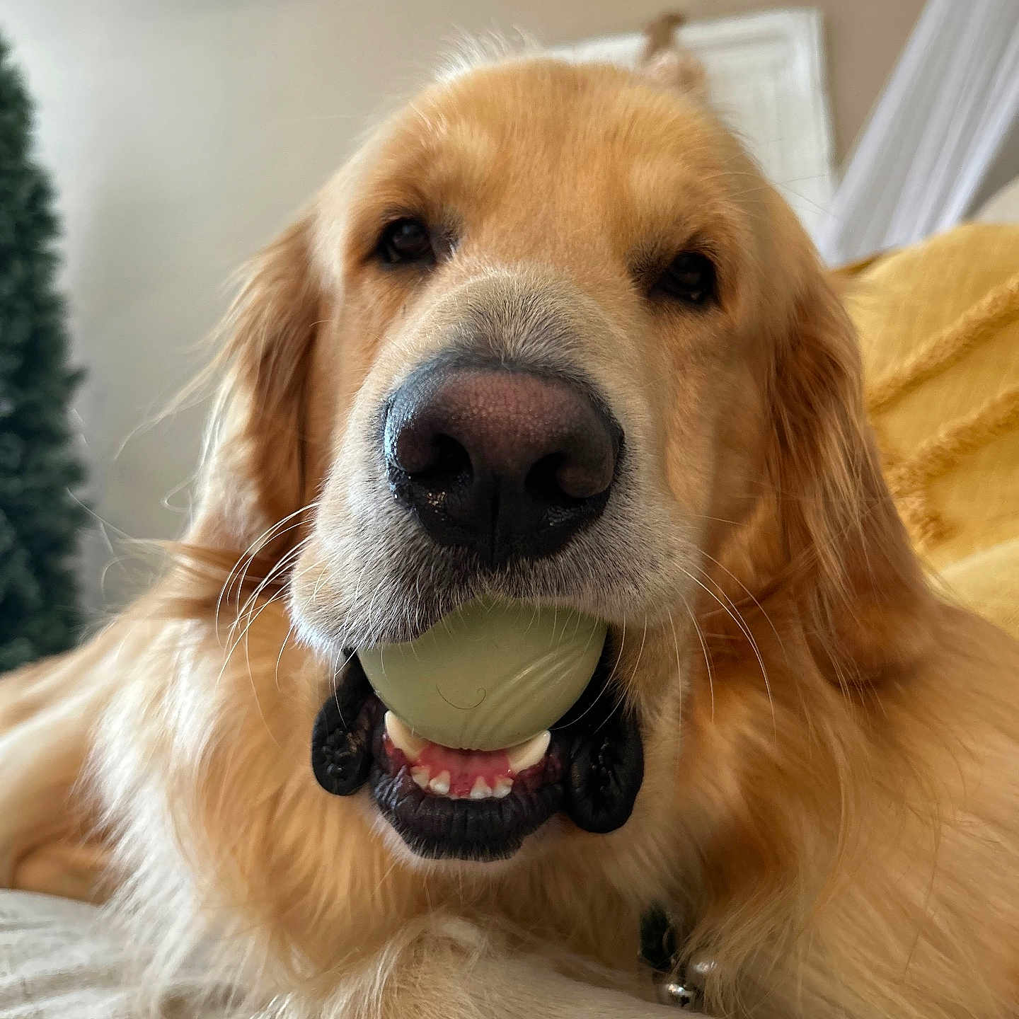 Bumper