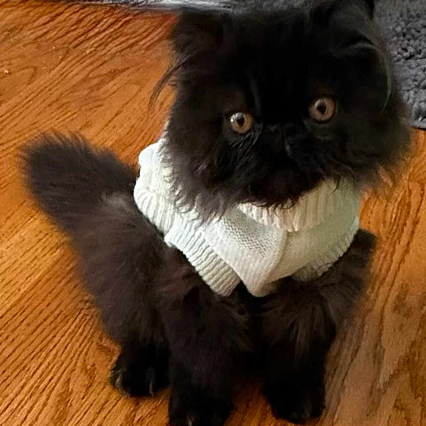 Shaboozy is registered to the contest to win money with this photo: adorable, animal, black_cat, cat, cozy, curious, cute, domestic_cat, eyes, feline, fluffy, fur, indoor, pet, portrait, sitting, sweater, white_sweater, wooden_floor, young_cat