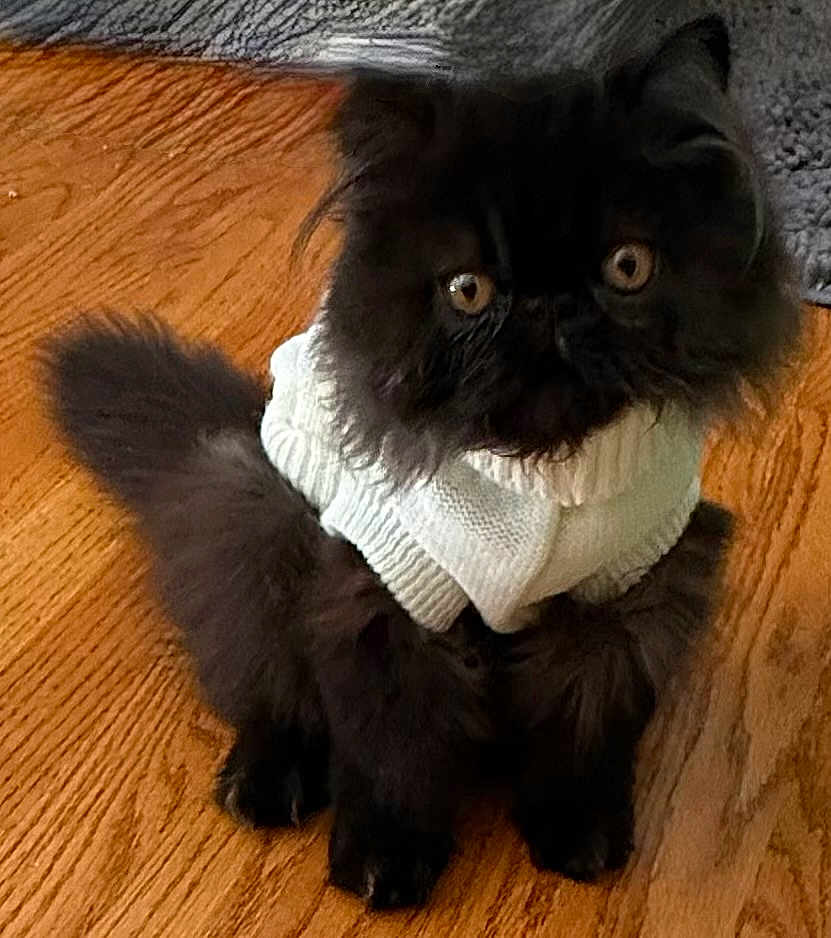 Shaboozy is registered to the contest to win money with this photo: cat, black_cat, fluffy, pet, sweater, white_sweater, wooden_floor, indoor, cute, curious, animal, feline, domestic_cat, sitting, fur, eyes, cozy, adorable, portrait, young_cat