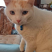 Nestor a rejoint le concours — aidez-le/la à gagner de superbes lots ! cat, white_cat, orange_patches, blue_eyes, collar, indoor, furniture, lamp, couch, home, pet, curious, close_up, portrait, animal, whiskers, ears, paws, domestic_cat, mammal