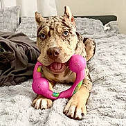 Chucky is registered to the contest to win money with this photo: dog, merle, toy, bed, blanket, indoor, pet, playful, canine, fur, animal, looking_at_camera, mouth_open, ears_up, paws, bedroom, cozy, resting, cute, happy