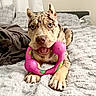 dog, merle, toy, bed, blanket, indoor, pet, playful, canine, fur, animal, looking_at_camera, mouth_open, ears_up, paws, bedroom, cozy, resting, cute, happy