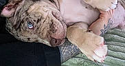 Chucky joined the competition — help win amazing prizes! puppy, dog, brindle, blue_eyes, paw, tattoo, human_arm, blanket, green_blanket, cozy, cute, indoor, pet, animal, fur, snuggling, relaxed, playful, closeup, soft