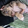 puppy, dog, brindle, blue_eyes, paw, tattoo, human_arm, blanket, green_blanket, cozy, cute, indoor, pet, animal, fur, snuggling, relaxed, playful, closeup, soft