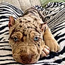 Chucky is registered to the contest to win money with this photo: puppy, dog, blue_eyes, spotted, lying_down, blanket, zebra_stripes, couch, indoor, pet, fur, face, cute, ears, paw, relaxed, animal, young, mammal, cozy