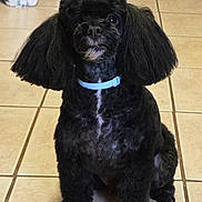 Tiny is registered to the contest to win money with this photo: dog, black_dog, poodle, pet, collar, indoor, tile_floor, cute, fluffy, sitting, animal, mammal, ears, fur, domestic_animal, companion, alert, portrait, household, friendly