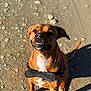 dog, brown_dog, pet, outdoor, harness, sitting, animal, canine, sunlight, shadow, rocky_ground, white_chest, looking_up, happy, teeth, ears, short_hair, closeup, portrait, daylight
