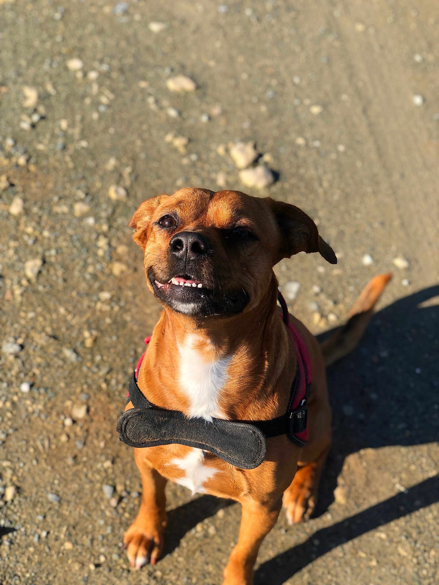 Rox a rejoint le concours — aidez-le/la à gagner de superbes lots ! dog, brown_dog, pet, outdoor, harness, sitting, animal, canine, sunlight, shadow, rocky_ground, white_chest, looking_up, happy, teeth, ears, short_hair, closeup, portrait, daylight