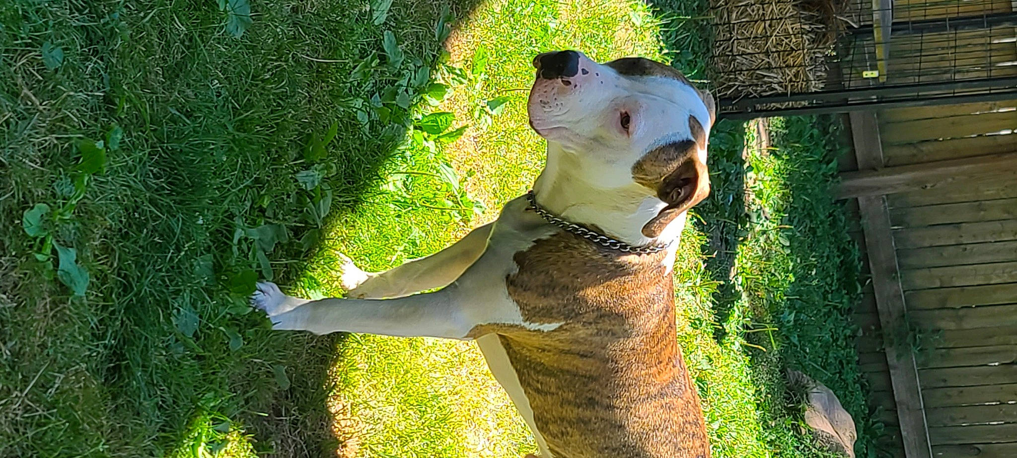 Hoss joined the competition — help win amazing prizes! art, canidae, carnivore, companion_dog, dog, dog_breed, eye, fawn, felidae, grass, groundcover, plant, small_to_medium_sized_cats, snout, sporting_group, tail, terrestrial_animal, trunk, whiskers, wood