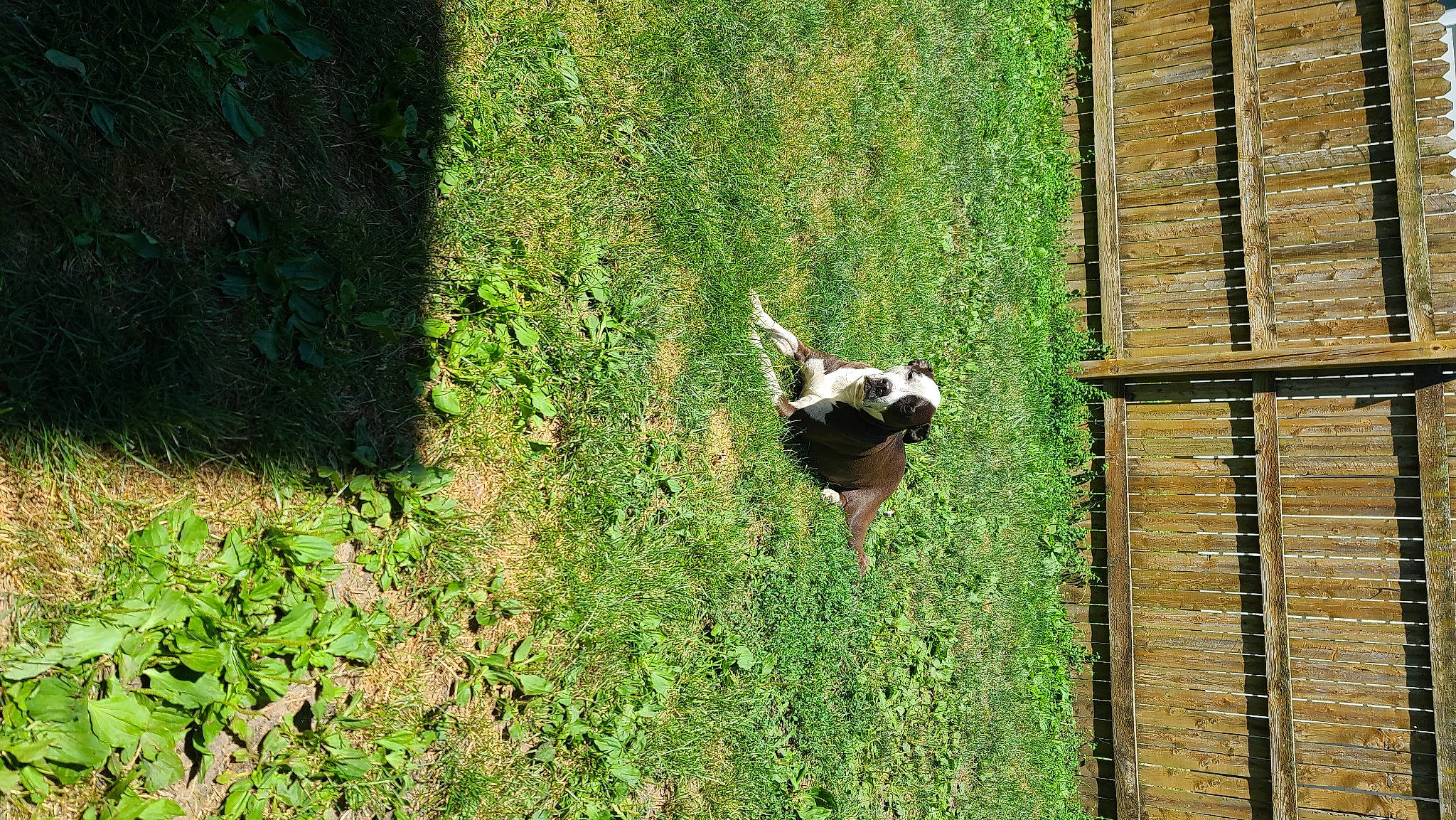 Lucyloo is registered to the contest to win money with this photo: carnivore, companion_dog, dog, dog_breed, fawn, grass, grass_family, grassland, green, groundcover, leaf, mammal, plant, shrub, snout, tail, terrestrial_animal, trunk, wood, working_animal