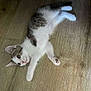 animal, cat, curious, cute, domestic_animal, ears, floor, fur, gray, indoor, kitten, lying, paws, pet, playful, small, whiskers, white, wooden_floor, young_cat