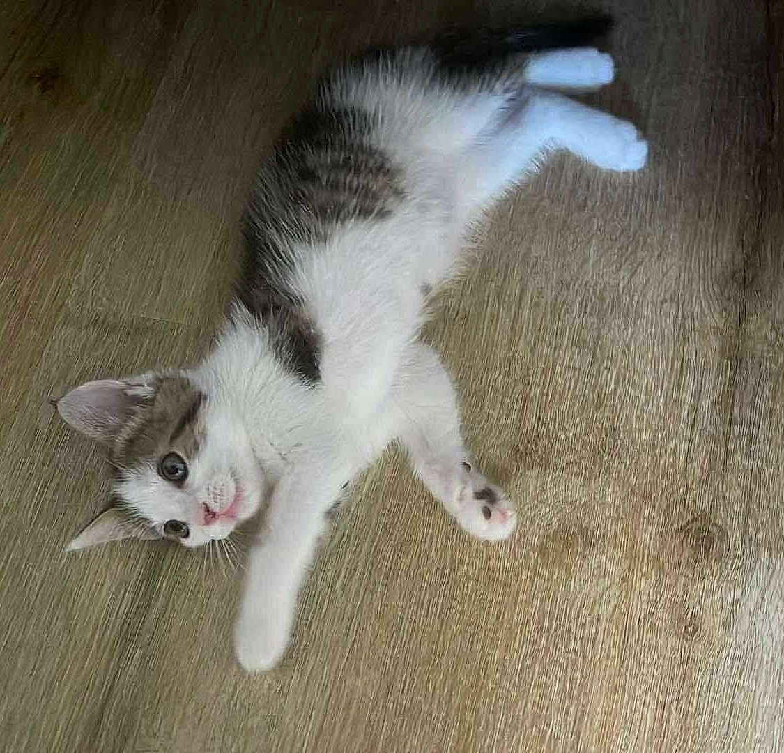 Bella