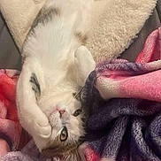 Bella a rejoint le concours — aidez-le/la à gagner de superbes lots ! cat, pet, fluffy, blanket, bed, relaxed, cute, indoor, fur, animal, cozy, sleepy, paw, playful, comfort, domestic, resting, soft, whiskers, eyes