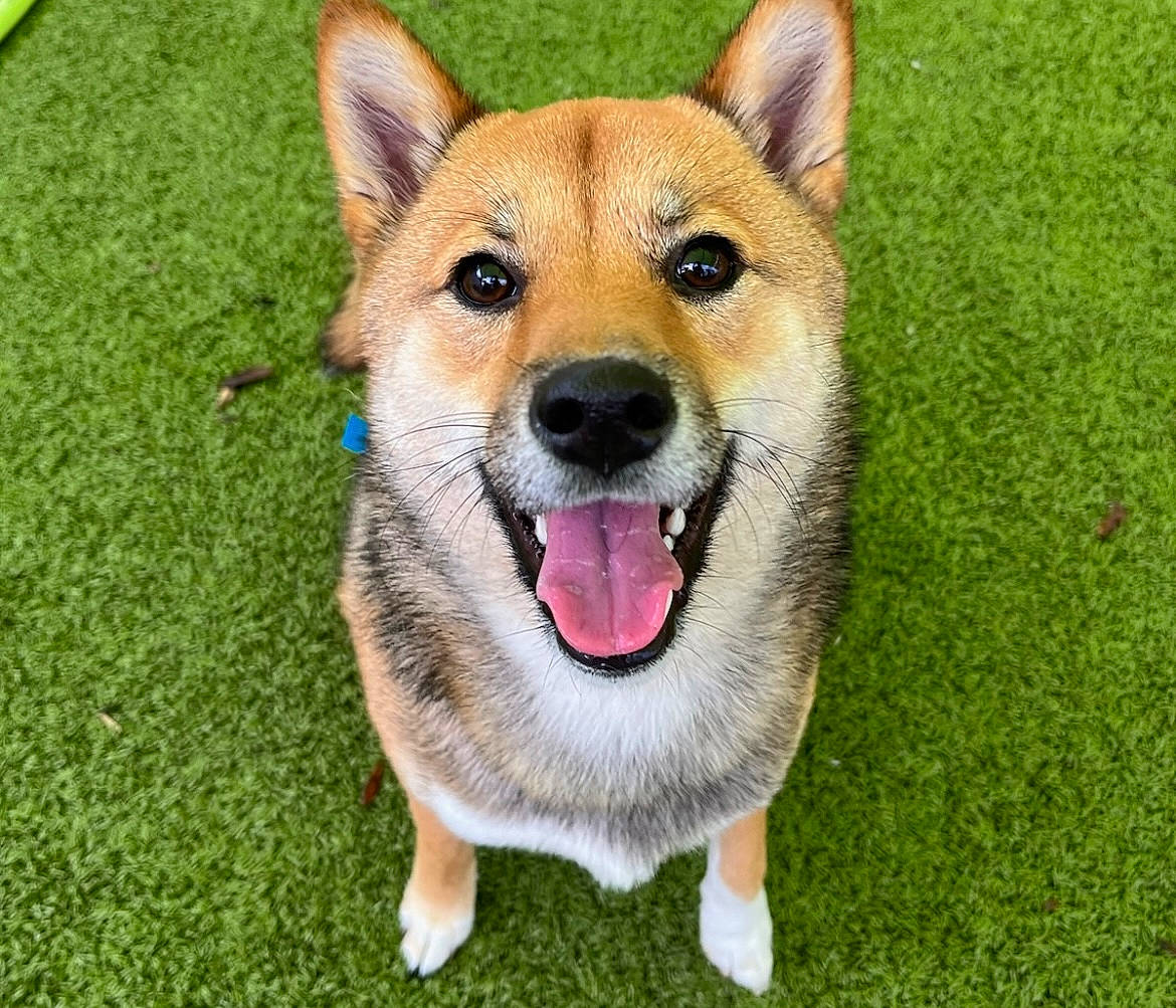 Bosco joined the competition — help win amazing prizes! ancient_dog_breeds, canidae, carnivore, collar, companion_dog, dog, dog_breed, fawn, fur, grass, herding_dog, non_sporting_group, plant, snout, sporting_group, tail, terrestrial_animal, whiskers, wildlife, working_dog