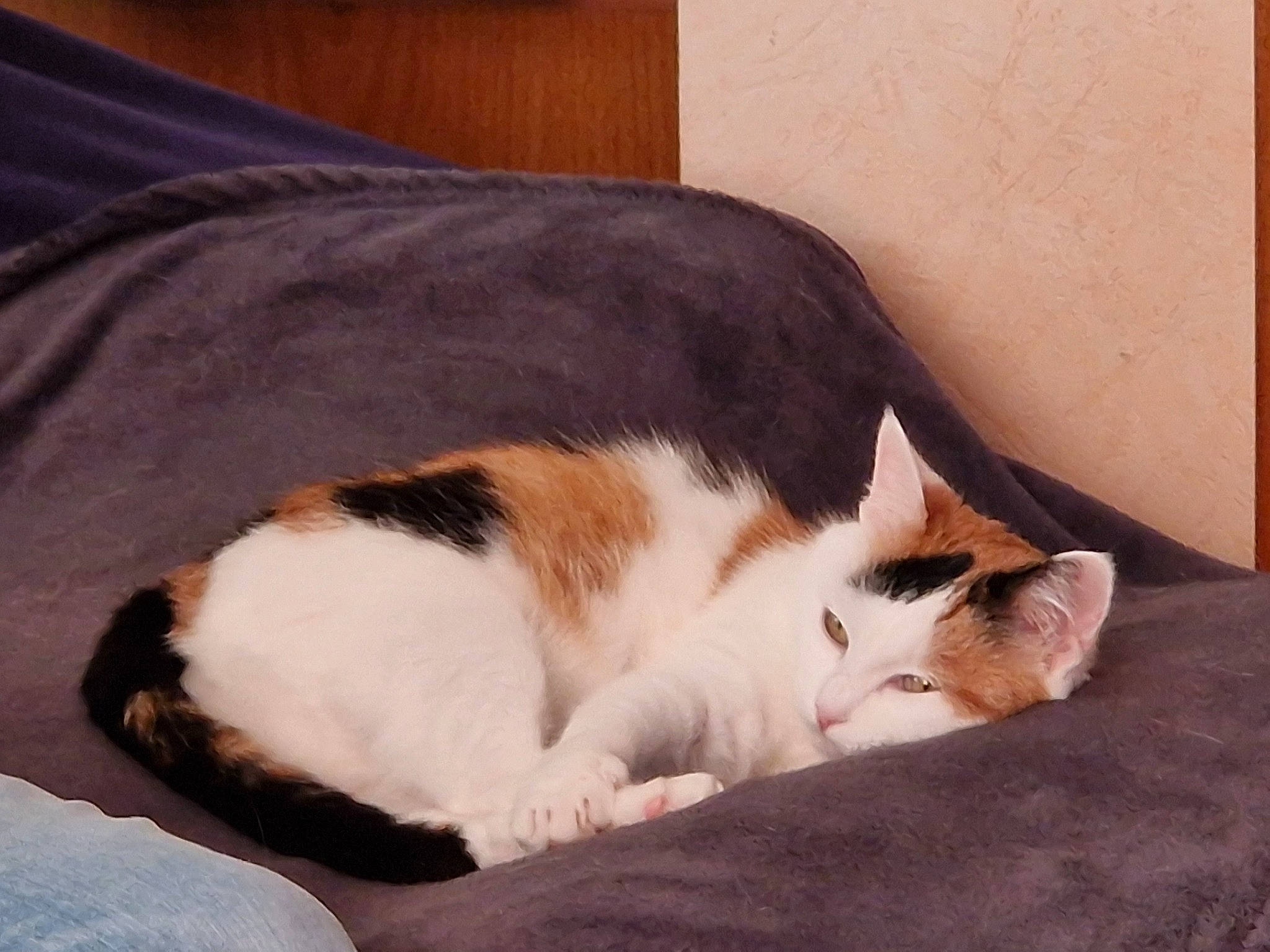 Flicka a rejoint le concours — aidez-le/la à gagner de superbes lots ! bedding, carnivore, cat, cat_supply, comfort, domestic_short_haired_cat, felidae, fur, hardwood, linens, nap, paw, room, sleep, small_to_medium_sized_cats, snout, tail, vertebrate, whiskers, wood