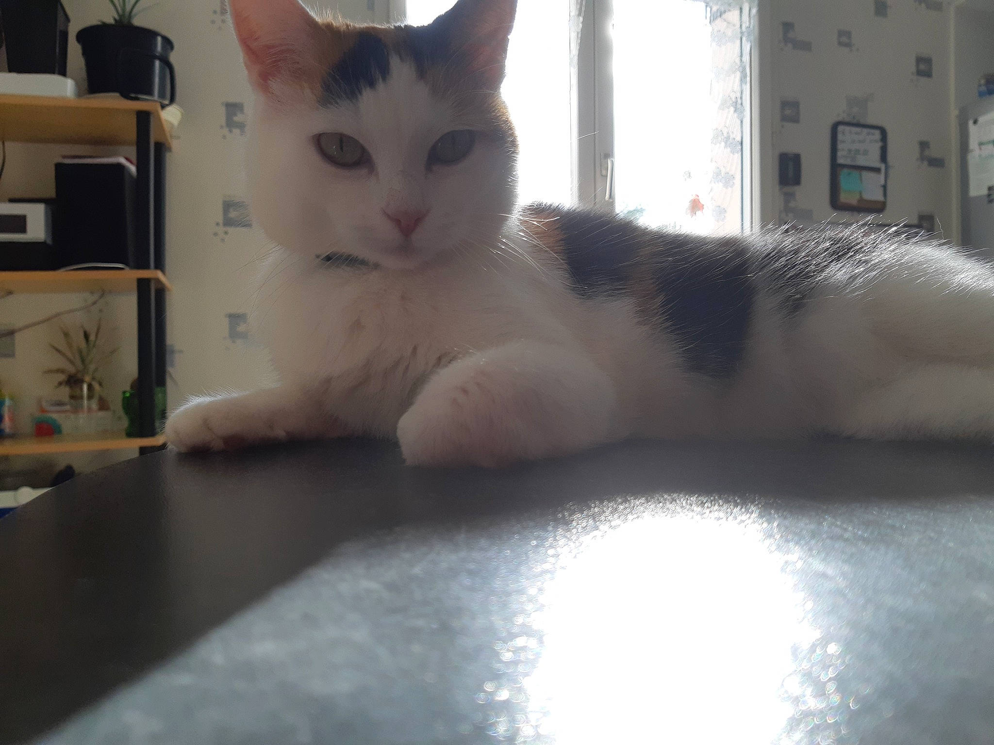 Flicka a rejoint le concours — aidez-le/la à gagner de superbes lots ! carnivore, cat, claw, domestic_short_haired_cat, eye, felidae, flooring, foot, fur, hardwood, office_supplies, paw, pet_supply, sitting, small_to_medium_sized_cats, snout, tail, whiskers, window