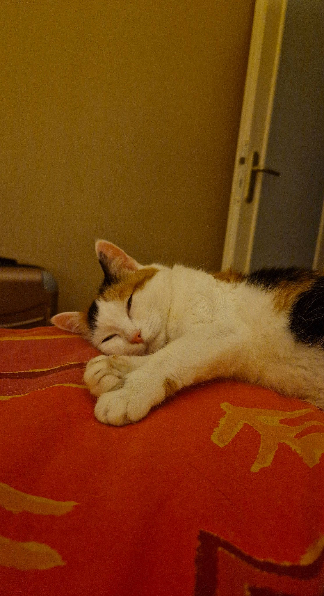 Flicka a rejoint le concours — aidez-le/la à gagner de superbes lots ! bed, bedding, carnivore, carpet, cat, comfort, domestic_short_haired_cat, fawn, felidae, flooring, fur, hardwood, linens, nap, paw, small_to_medium_sized_cats, snout, tail, whiskers, wood