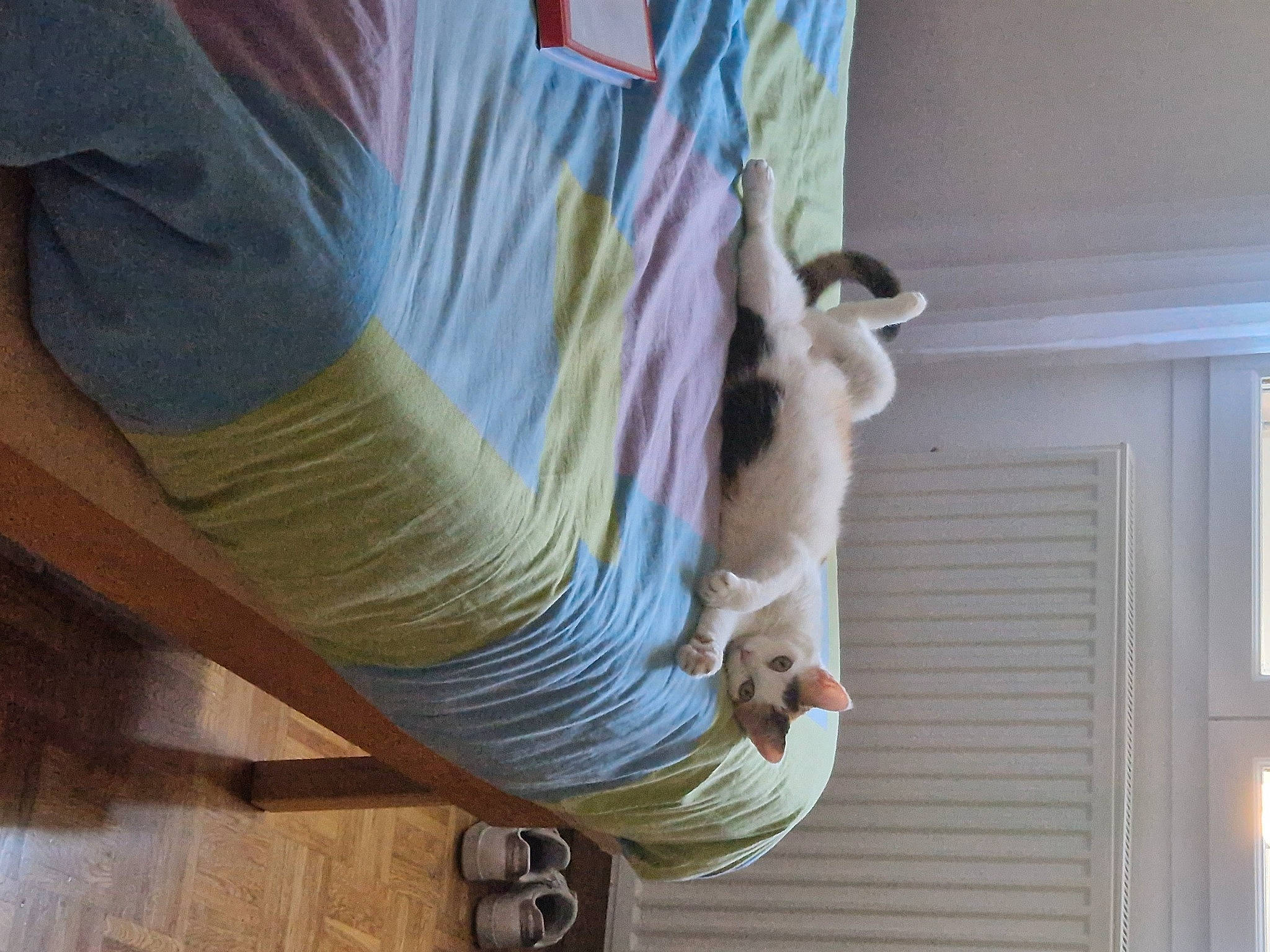 Flicka a rejoint le concours — aidez-le/la à gagner de superbes lots ! art, comfort, electric_blue, electrical_wiring, feather, felidae, floor, flooring, fur, hardwood, linens, plywood, room, tail, thread, visual_arts, wood, wood_flooring, wood_stain, wool