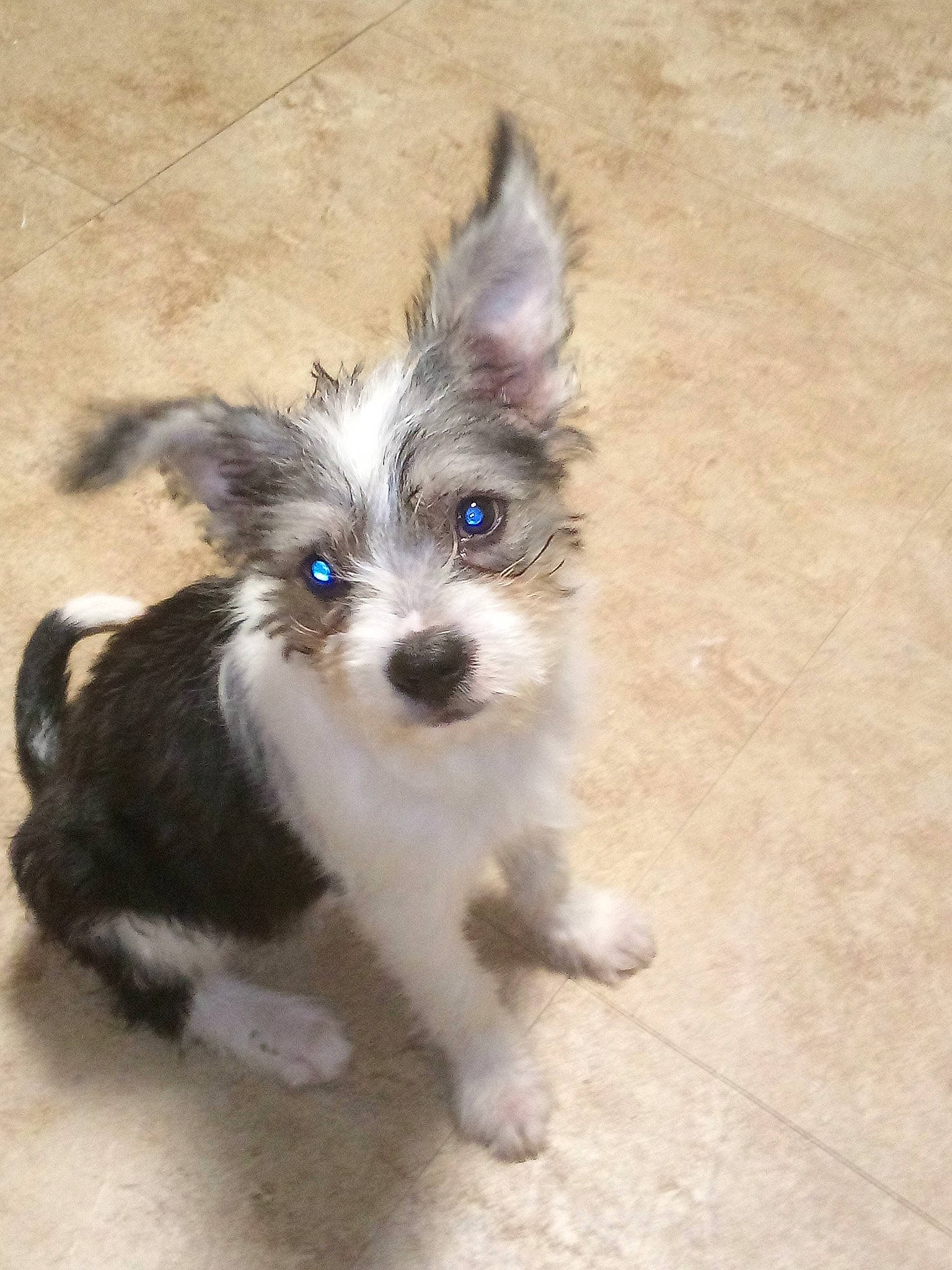 Molly joined the competition — help win amazing prizes! biewer_terrier, canidae, carnivore, companion_dog, dog, dog_breed, dog_supply, fur, maltepoo, paw, puppy, snout, sporting_group, tail, terrestrial_animal, terrier, toy_dog, whiskers, working_animal, yorkipoo