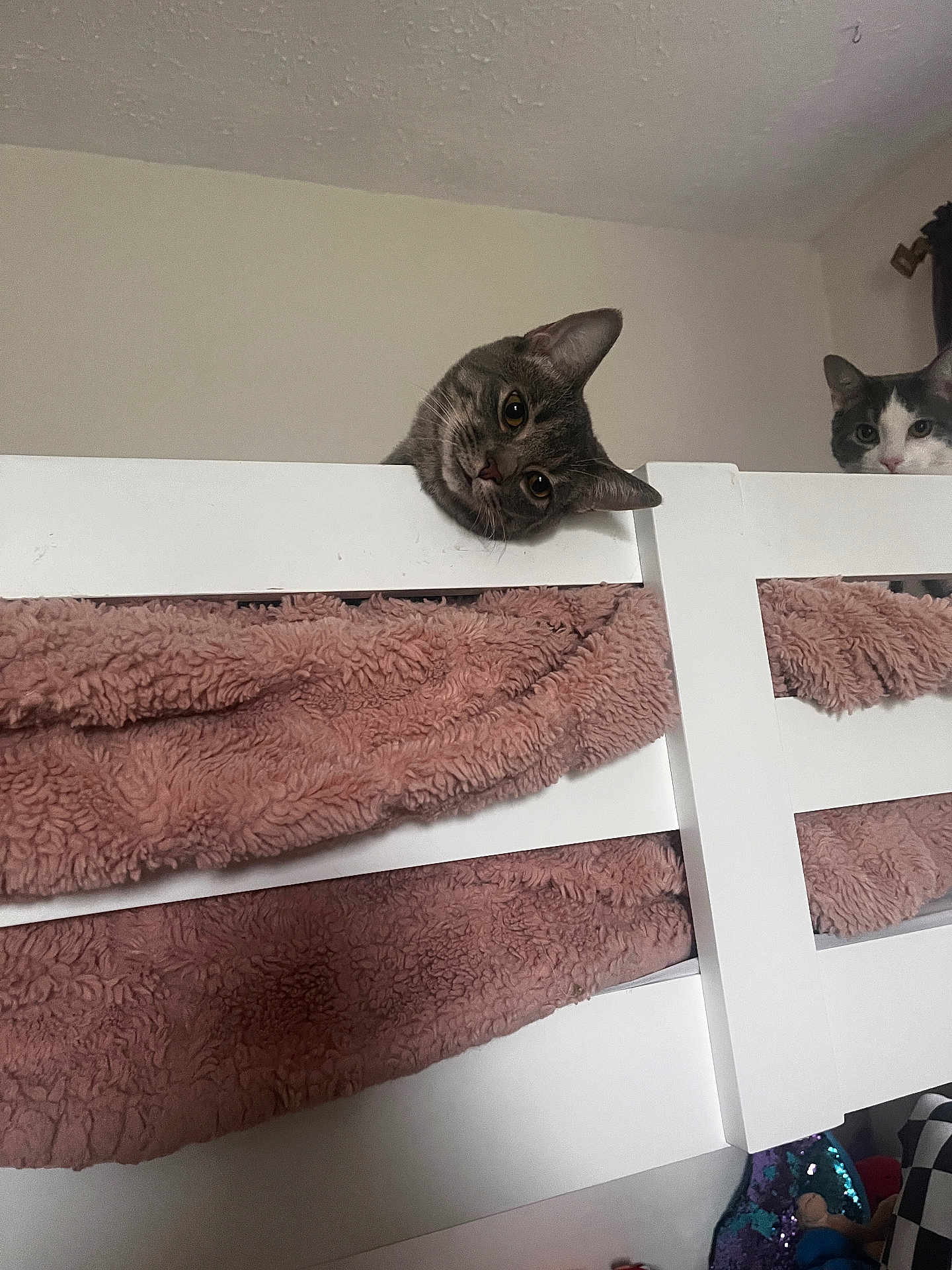 Zuri joined the competition — help win amazing prizes! cat, pets, bunk_bed, blanket, indoor, furniture, curious, head_tilt, white, pink, cozy, animal, domestic, cute, two_cats, peeking, playful, resting, wall, room