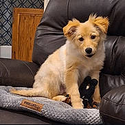 Decker joined the competition — help win amazing prizes! puppy, dog, pet, indoor, leather_chair, dog_bed, toy, plush_toy, brown, golden, fur, cute, animal, cozy, wooden_cabinet, wallpaper, home, comfort, sitting, young_dog