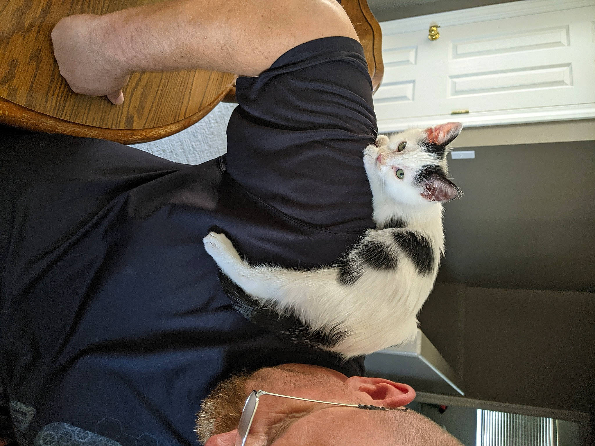 Cuddles is registered to the contest to win money with this photo: arm, carnivore, cat, comfort, companion_dog, dog_breed, elbow, eyewear, fawn, felidae, gesture, hand, jaw, lap, paw, small_to_medium_sized_cats, snout, sporting_group, tail, whiskers