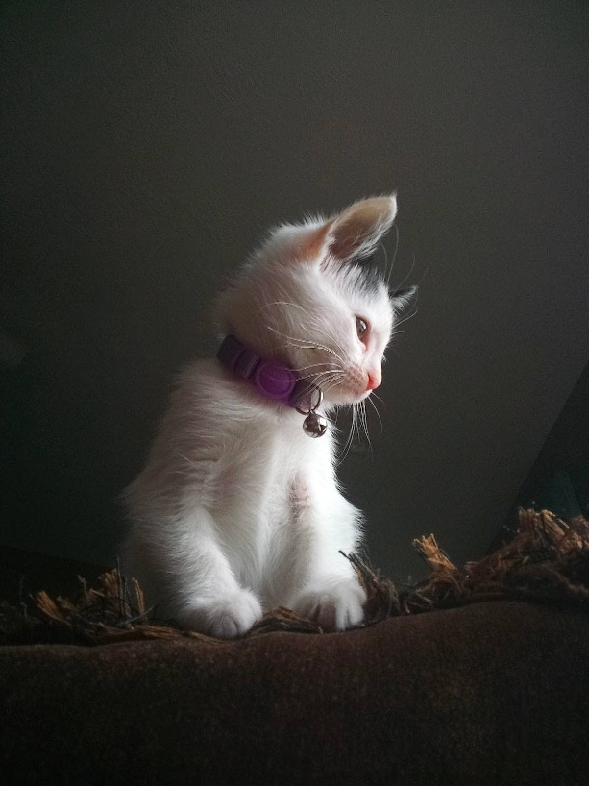 Cuddles joined the competition — help win amazing prizes! carnivore, cat, darkness, domestic_short_haired_cat, ear, felidae, flash_photography, foot, fur, monochrome_photography, paw, photo_caption, plant, shadow, sitting, small_to_medium_sized_cats, snout, still_life_photography, tail, whiskers