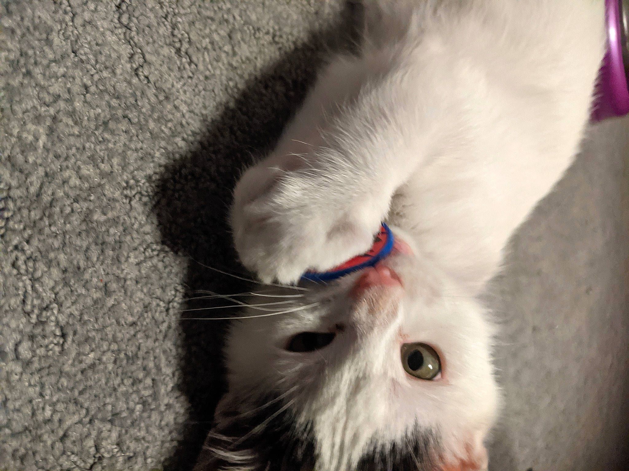 Cuddles is registered to the contest to win money with this photo: canidae, carnivore, cat, claw, dog_breed, domestic_short_haired_cat, felidae, fruit, fur, paw, small_to_medium_sized_cats, snout, tail, terrestrial_animal, whiskers