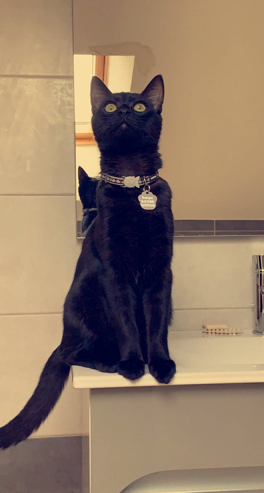 Bouriquet a rejoint le concours — aidez-le/la à gagner de superbes lots ! asian, black_cat, bombay, carnivore, cat, domestic_short_haired_cat, ear, felidae, fur, havana_brown, mammal, small_to_medium_sized_cats, tail, whiskers