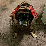 Bruno Gomez is registered to the contest to win money with this photo: animal, antlers, black_and_tan, brown, canine, carpet, costume, cute, dog, expression, festive, front_paws, holiday, hoodie, indoor, looking_up, pet, portrait, red, small_dog